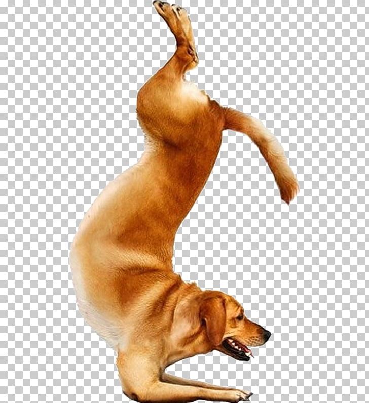 Yoga Dogs Doga Chihuahua Bull Terrier PNG, Clipart, Adho Mukha Svanasana, Baba, Breed, Bull Terrier, Carnivoran Free PNG Download