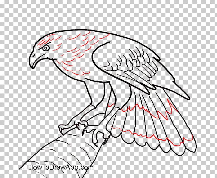 Bald Eagle Bird Drawing PNG, Clipart, Animals, Artwork, Bald Eagle, Beak, Bird Free PNG Download