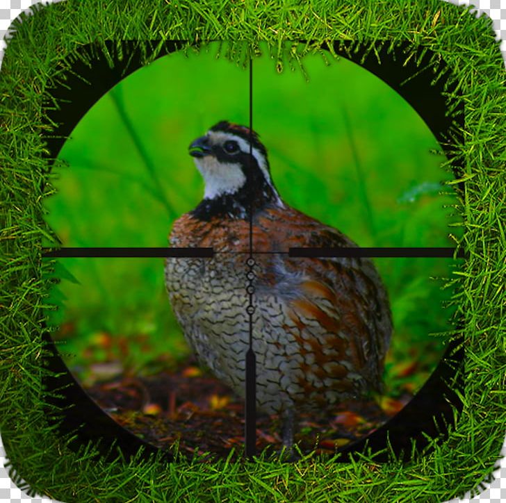 Bird Galliformes Ecosystem Beak Fauna PNG, Clipart, Animals, Beak, Bird, Columbidae, Common Quail Free PNG Download