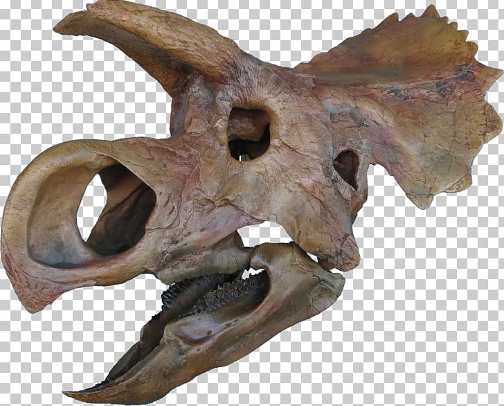 Ceratopsia Triceratops Late Cretaceous Avaceratops Tyrannosaurus PNG, Clipart, Avaceratops, Bone, Bones, Brachylophosaurus, Campanian Free PNG Download