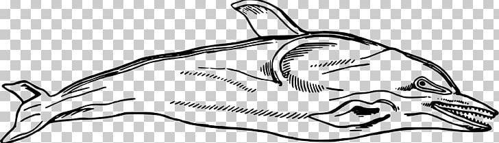Dolphin Line Art PNG, Clipart, Animals, Auto Part, Black And White, Carnivoran, Chinese White Dolphin Free PNG Download