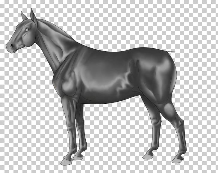 Mule Thoroughbred Stallion Foal Pony PNG, Clipart, Black And White, Breed, Bridle, Canter And Gallop, Colt Free PNG Download