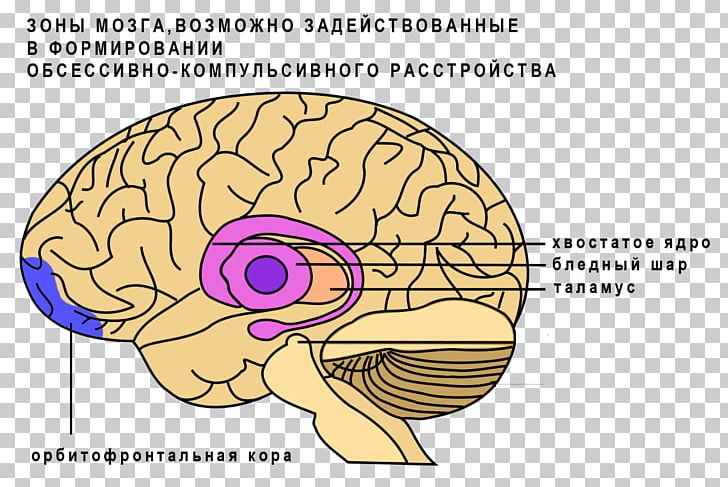 Basal Ganglia Caudate Nucleus Brain Ganglion PNG, Clipart, Anatomy, Area, Brain, Caudate Nucleus, Cerebral Cortex Free PNG Download
