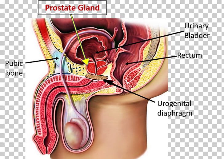 Human Anatomy Prostate Human Body Prostatic Urethra PNG, Clipart, Abdomen, Anatomy, Blood Vessel, Chin, Disease Free PNG Download