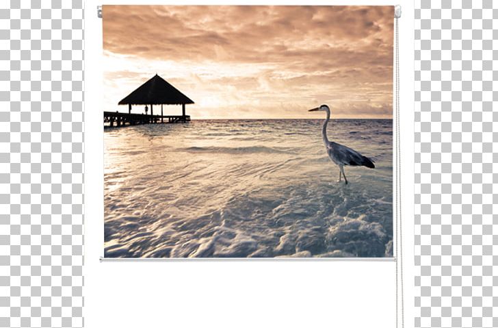 Stock Photography Room PNG, Clipart, Accommodation, Beach, Beach Sunset, Beak, Bird Free PNG Download