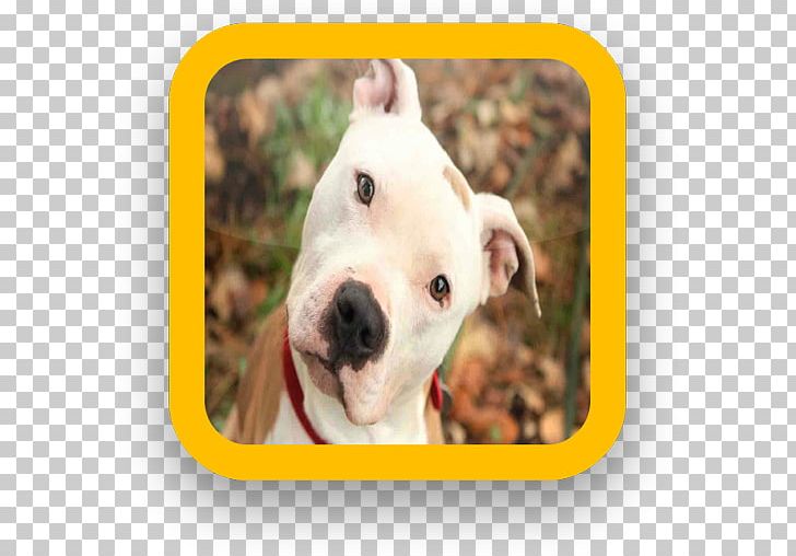 American Pit Bull Terrier Puppy Dog Breed PNG, Clipart, 305, American Pit Bull Terrier, Animals, Apk, App Free PNG Download