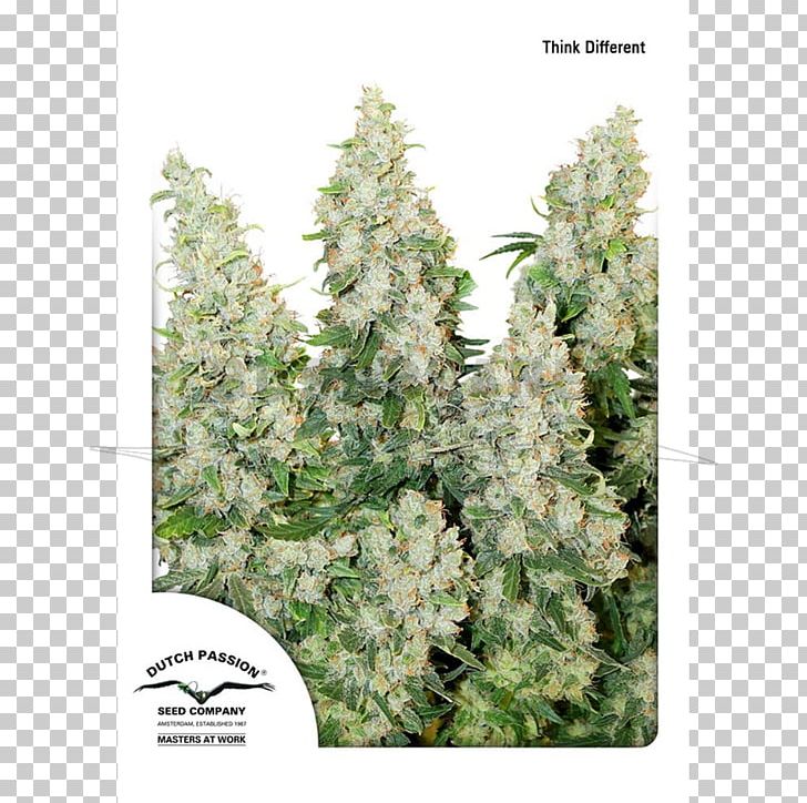 Autoflowering Cannabis Seed Bank Cannabis Cultivation Think Different PNG, Clipart, Autoflowering Cannabis, Cannabis, Cannabis Cultivation, Cannabis Ruderalis, Cannabis Sativa Free PNG Download