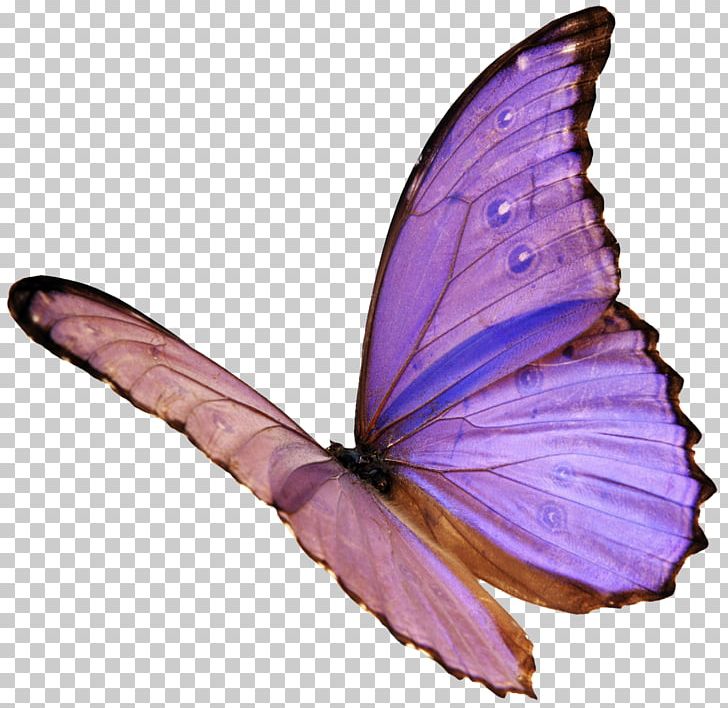 Butterflies And Moths Blog Lycaenidae Monarch Butterfly PNG, Clipart, Alors On Danse, Arthropod, Blue Butterfly, Brush Footed Butterfly, Butte Free PNG Download