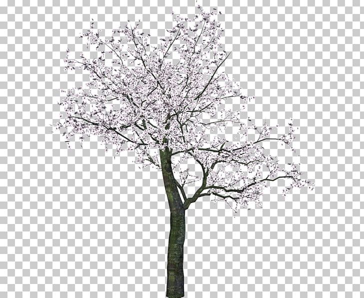 Cherry Blossom Tree PNG, Clipart, Almond, Blossom, Branch, Cherry, Cherry Blossom Free PNG Download
