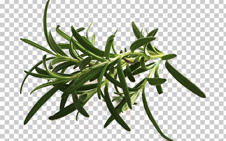 Dietary Supplement Summer Savory Herb Olive Oil Fish Oil PNG, Clipart, Dietary Supplement, Food, Food Drinks, Health, Herbalism Free PNG Download