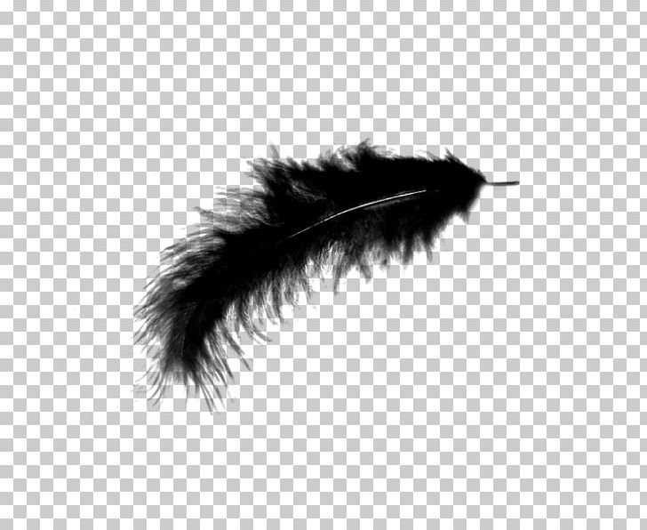 Feather Bird PNG, Clipart, Animals, Bird, Black, Black And White, Digital Image Free PNG Download