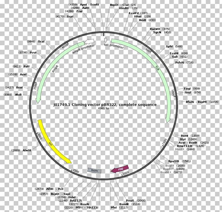 PBR322 Cloning Plasmid PNG, Clipart, Angle, Area, Art, Circle, Cloning Free PNG Download