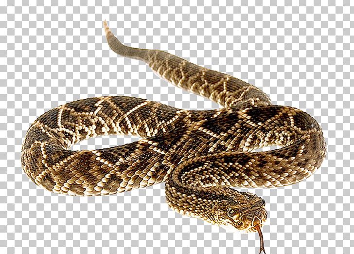 Snakebite Anaconda Vipers Venomous Snake PNG, Clipart, Animal Bite, Animals, Boa Constrictor, Boas, Boinae Free PNG Download