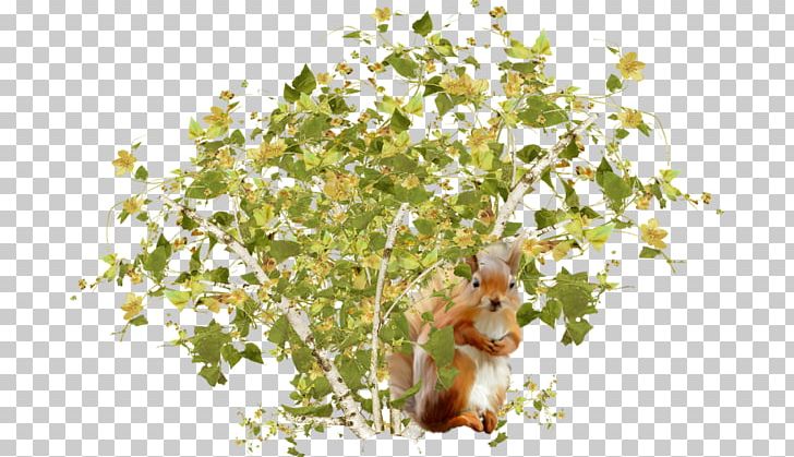 Tree Squirrels Shrub PNG, Clipart, Animals, Branch, Euclidean Vector, Flora, Floral Design Free PNG Download