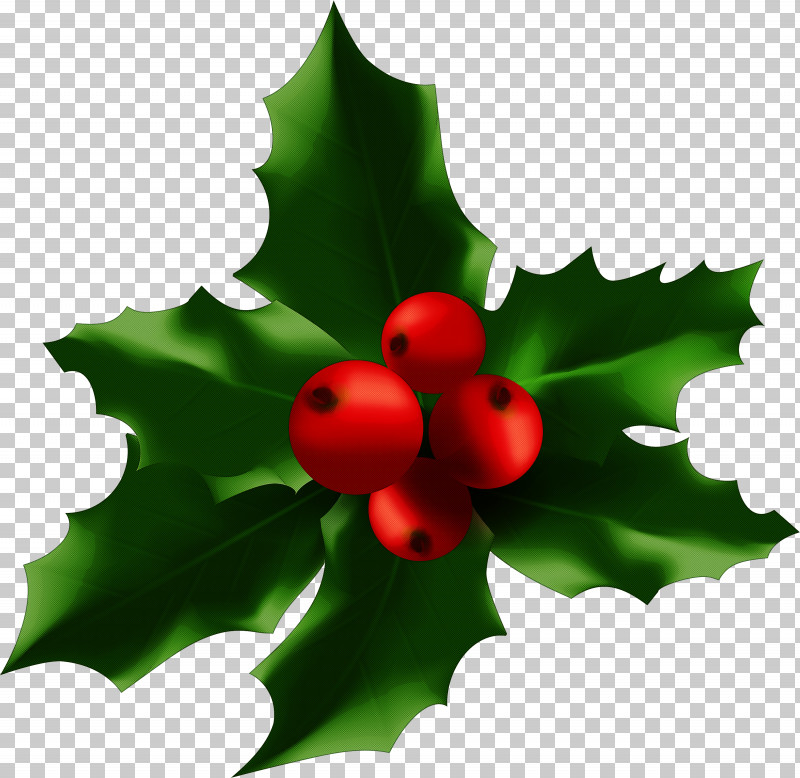 Holly PNG, Clipart, American Holly, Berry, Currant, Flower, Holly Free PNG Download