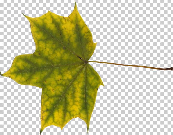 Maple Leaf Norway Maple PNG, Clipart, Athlete, Autumn Leaf Color, Big Maple Leaf, Burl, Download Free PNG Download