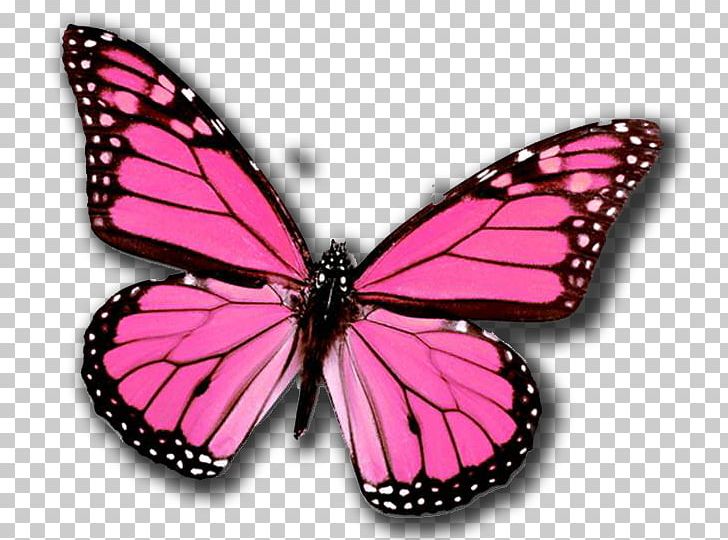 Monarch Butterfly Insect Desktop PNG, Clipart, Arthropod, Brush Footed Butterfly, Butterflies And Moths, Butterfly, Butterfly Clipart Free PNG Download