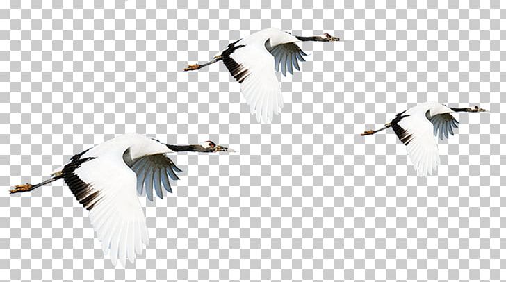 Red-crowned Crane Bird Flight PNG, Clipart, Abstract Lines, Beak, Bird, China, China Plover Free PNG Download