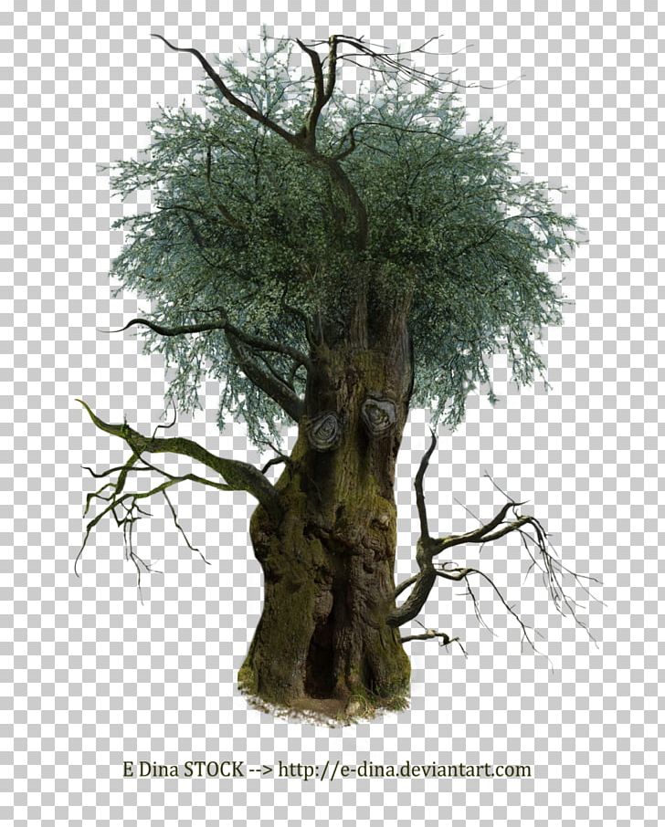 Tree Branch Root Wood Trunk PNG, Clipart, Bark, Bonsai, Branch, Chainsaw, Houseplant Free PNG Download