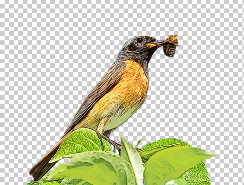 Common Nightingale Eurasian Golden Oriole Finches Emberiza Beak PNG, Clipart, American Sparrows, Beak, Common Nightingale, Emberiza, Eurasian Golden Oriole Free PNG Download