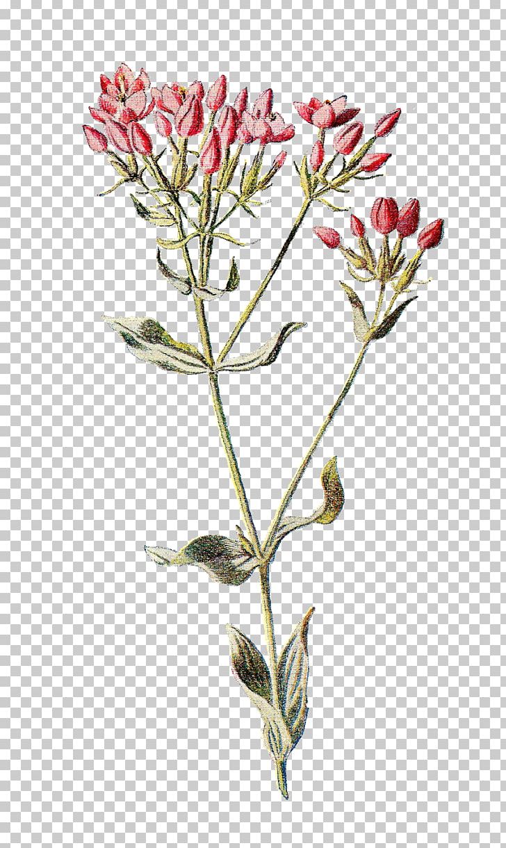 Familiar Wild Flowers Botany Wildflower Botanical Illustration PNG, Clipart, Art, Botanical Illustration, Botany, Branch, Clip Art Free PNG Download