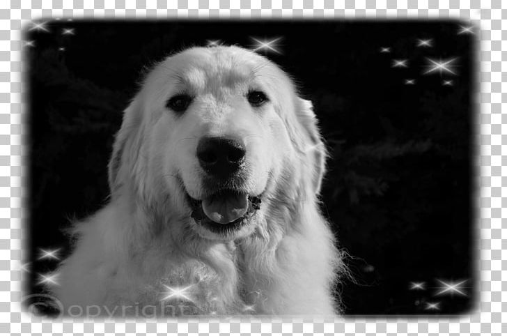 Great Pyrenees Kuvasz Slovak Cuvac Goldendoodle South Russian Ovcharka PNG, Clipart, Beauceron, Black And White, Breed, Carnivoran, Caucasian Shepherd Dog Free PNG Download