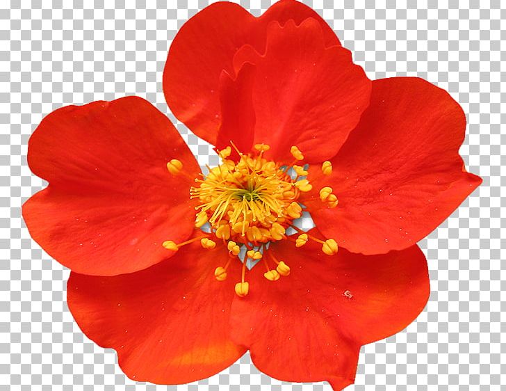 Petal Rosaceae Rose Family PNG, Clipart, Autumn Flowers, Family, Flower, Flowering Plant, Flowers Free PNG Download