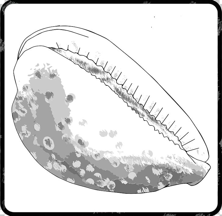 Seashell Invertebrate Sea Snail Gastropod Shell PNG, Clipart, 2018, Animals, Black And White, Cowry, Drawing Free PNG Download