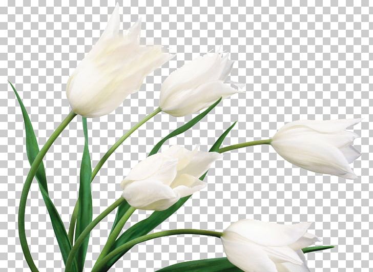 Flower White Wedding Dress PNG, Clipart, Calla Lily, Chrysanthemum, Computer, Cut Flowers, Elegant Free PNG Download