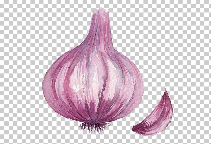 Onion Drawing Computer File PNG, Clipart, Android, Cartoon, Color, Encapsulated Postscript, Food Free PNG Download