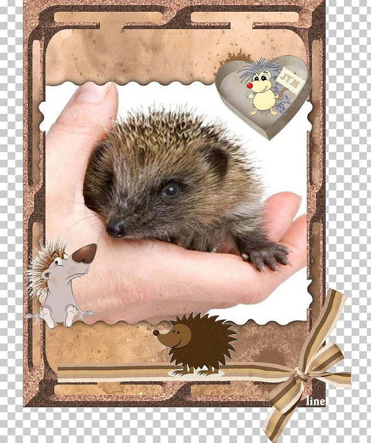 Domesticated Hedgehog Computer Mouse Porcupine Fauna PNG, Clipart, Animals, Butine, Computer Mouse, Domesticated Hedgehog, Domestication Free PNG Download