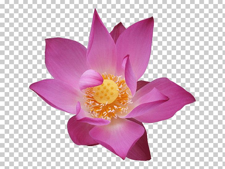 Nelumbo Nucifera Flower Water Lily PNG, Clipart, Altitude Authentics, Aquatic Plant, Drawing, Flower, Flowering Plant Free PNG Download