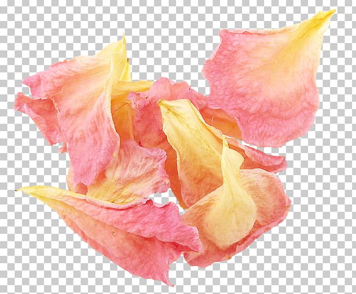 Petal Flower Leaf PNG, Clipart, Cut Flowers, Download, Encapsulated Postscript, Flower, Garden Roses Free PNG Download