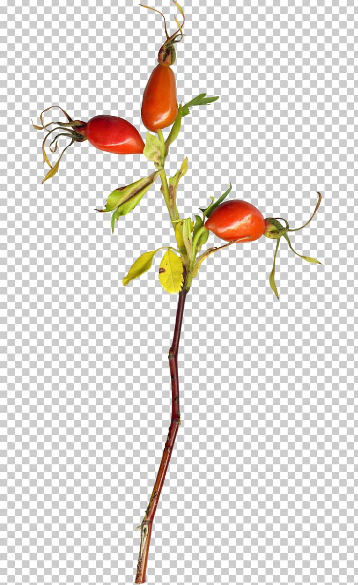 Small Persimmon PNG, Clipart, Auglis, Bell Peppers And Chili Peppers, Branch, Encapsulated Postscript, Food Free PNG Download