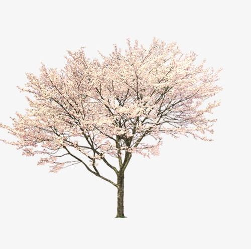 Tree PNG, Clipart, Bathroom, Black And White, Blossom, Branch, Cherry Blossom Free PNG Download