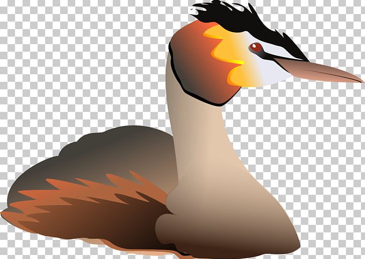 Water Bird Great Crested Grebe Goose PNG, Clipart, Anatidae, Animals, Beak, Bird, Duck Free PNG Download