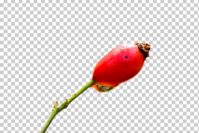Rose PNG, Clipart, Biology, Bud, Flower, Plants, Plant Stem Free PNG Download