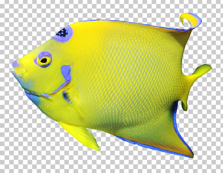 Freshwater Angelfish PNG, Clipart, Angelfish, Animal, Animals, Aquatic Animal, Bicolor Angelfish Free PNG Download