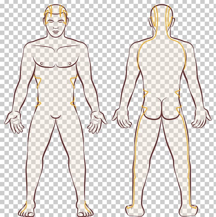 Human Body Female Body Shape Woman PNG, Clipart, Abdomen, Anatomy, Arm, Boy, Drawing Free PNG Download