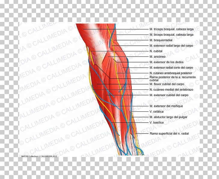 Muscle Blood Vessel Forearm Nerve PNG, Clipart, Abdomen, Anatomy, Anconeus Muscle, Angle, Arm Free PNG Download