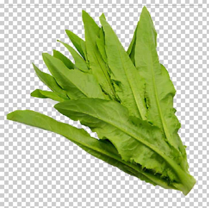 Spring Greens Celtuce Choy Sum Leaf Vegetable PNG, Clipart, Bok Choy, Celtuce, Chinese Broccoli, Choy Sum, Food Free PNG Download