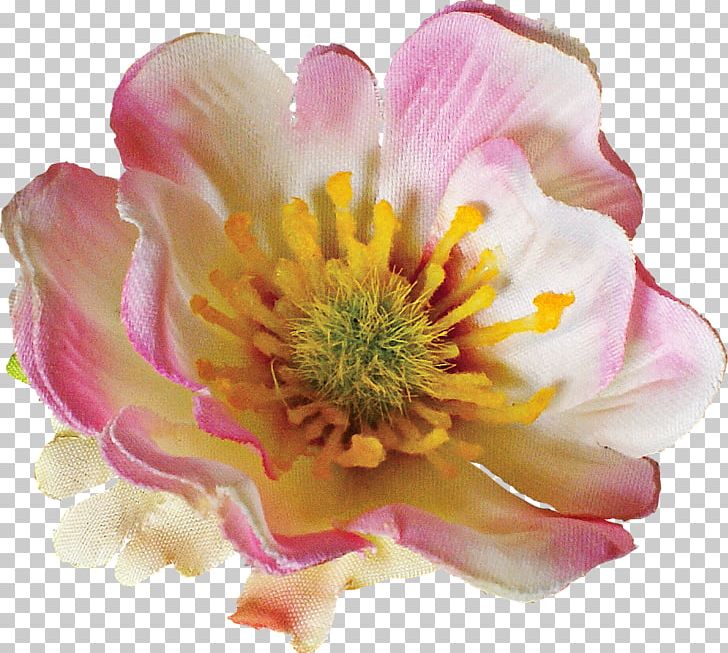 Anemone Rosaceae Rose Close-up Petal PNG, Clipart, Anemone, Blossom, Closeup, Flower, Flowering Plant Free PNG Download