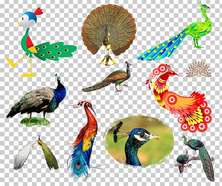 Bird Peafowl PNG, Clipart, Albom, Animal, Animals, Asuka, Balloon Cartoon Free PNG Download