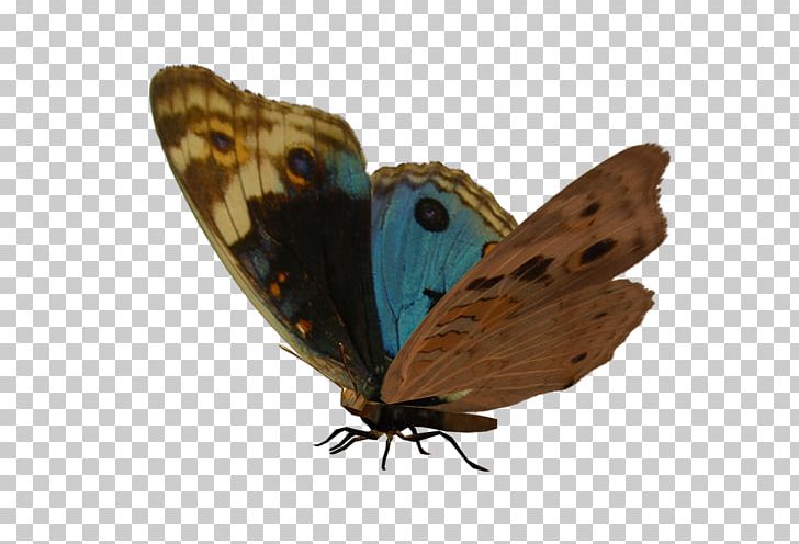 Gossamer-winged Butterflies Brush-footed Butterflies Moth Butterfly Painting PNG, Clipart, 2017, Arthropod, Brush Footed Butterfly, Butterfly, Insect Free PNG Download