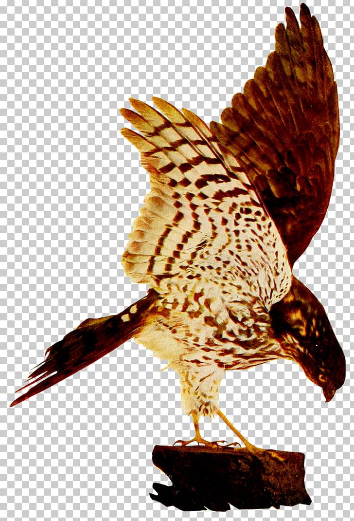 Hawk Eagle Fauna Beak Falcon PNG, Clipart, Accipitriformes, Beak, Bird, Bird Of Prey, Birds And Insects Free PNG Download