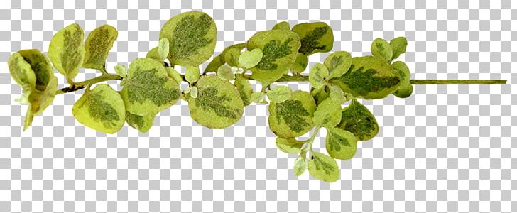 Herb Plant Stem PNG, Clipart, Herb, Leaf Vegetable, Liveinternet, Miscellaneous, Others Free PNG Download