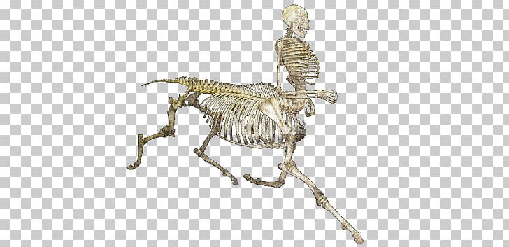 Human Skeleton Skull PNG, Clipart, Animated Film, Bone, Cari, Clip Art, Computer Icons Free PNG Download