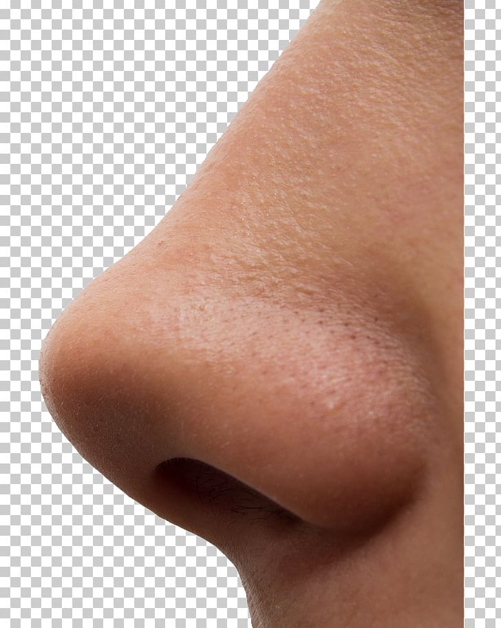 Nose PNG, Clipart, Nose Free PNG Download