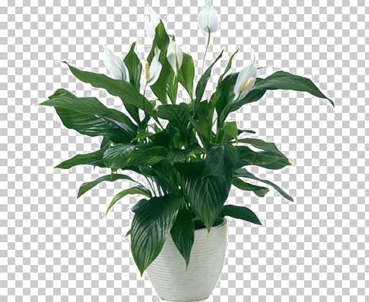 Peace Lily Houseplant Ornamental Plant Bog Arum PNG, Clipart, Areca Palm, Arumlily, Aspidistra, Bog, Cut Flowers Free PNG Download