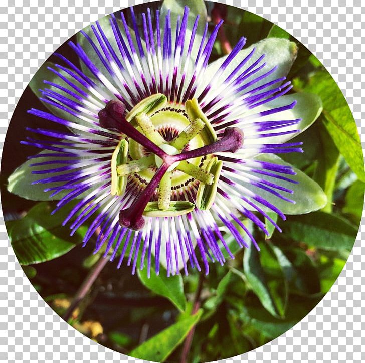 Purple Passionflower Evolutionary Herbalism Medicine Health PNG, Clipart, Alchemy, Disease, Evolutionary Herbalism, Flower, Flowering Plant Free PNG Download